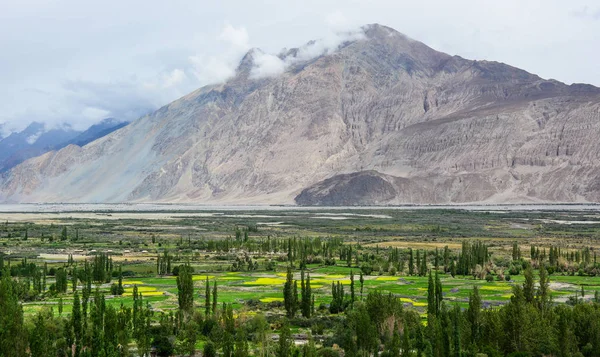 Ladakh, Hindistan'da yeşil vadi ile dağ manzarası.