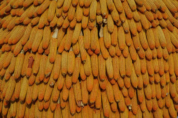 Sušená Kukuřice Skladu Harbin Severní Čína — Stock fotografie
