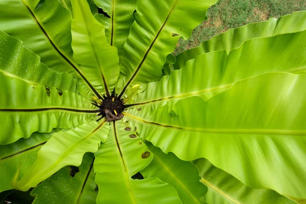 Папороть Поліподіїв Рослини Ботанічному Саду Канді Шрі Ланка — стокове фото
