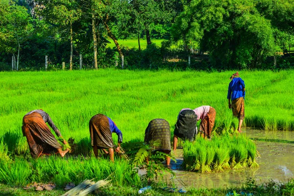 Güney Vietnam Pirinç Tarlasında Çalışan Insanlar — Stok fotoğraf