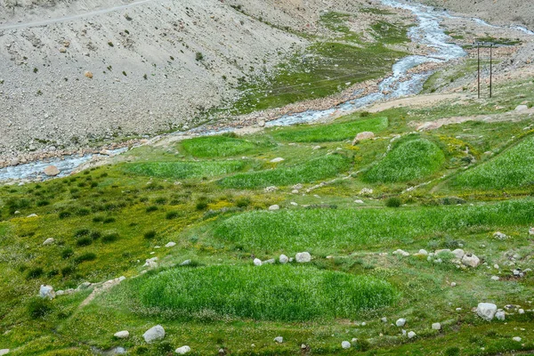 Valle Verde Primavera Ladakh India Ladakh Meseta Más Alta Del — Foto de Stock