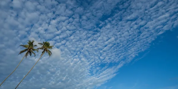 Palmiers Sous Ciel Bleu Avec Des Nuages Blancs Par Temps — Photo