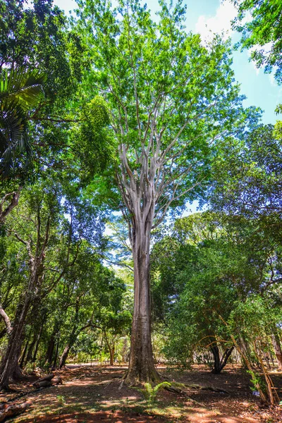 Árvores Jardim Botânico Ilha Maurícia Maurício Uma Nação Insular Oceano — Fotografia de Stock