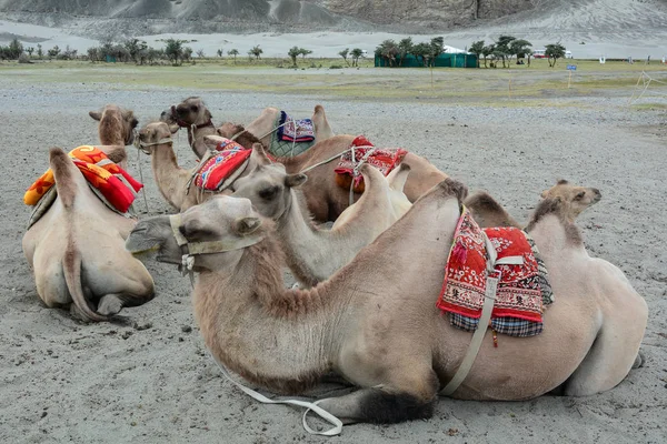 Cammelli Rilassante Sulla Collina Sabbia Ladakh Nord Dell India — Foto Stock