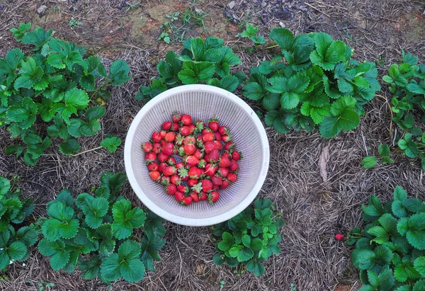 Harvesting Strawberry Field Spring Time — Stock Photo, Image