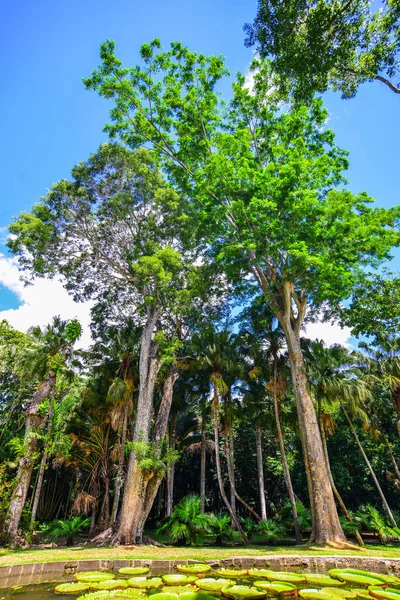 Botanická Zahrada Létě Mauricijských Ostrovech Mauricius Ostrovní Národ Indickém Oceánu — Stock fotografie