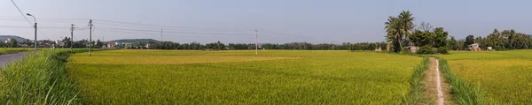 晴れた日 ベトナム南部のメコン デルタでの田んぼ — ストック写真