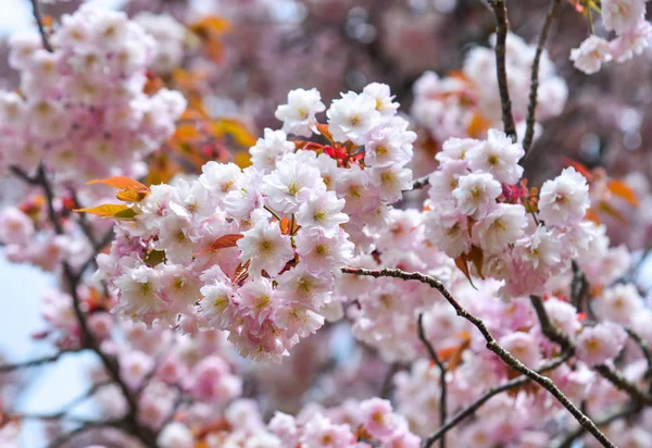 Japanese Cherry Blossoms Spring Time Kyoto Japan — Stock Photo, Image