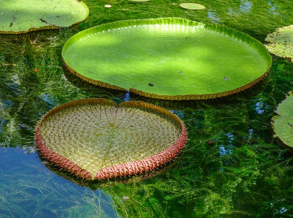 Giant Water Lilies Victoria Amazonica Pond Sir Seewoosagur Ramgoolam Botanic — Stock Photo, Image