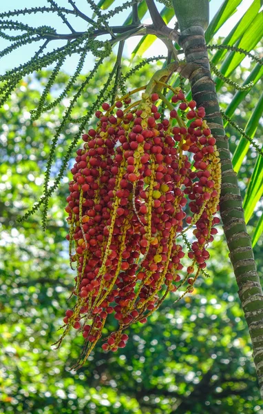 夏の日の植物園のヤシの木の果物 — ストック写真