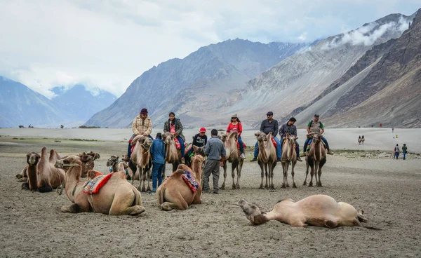 拉达克 2015年7月18日 在印度拉达克 游客骑着骆驼 拉达克是查谟和克什米尔地区最高的高原 大部分高原超过3000米 — 图库照片