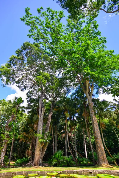 Jardim Botânico Verão Ilha Maurícia Maurício Uma Nação Insular Oceano — Fotografia de Stock