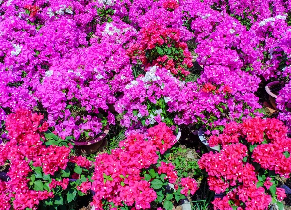 Plantacja Kwiatów Bougainvillea Wiosnę Can Tho Wietnam — Zdjęcie stockowe