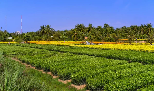 Bloemen Veld Zonnige Dag Can Tho Vietnam — Stockfoto