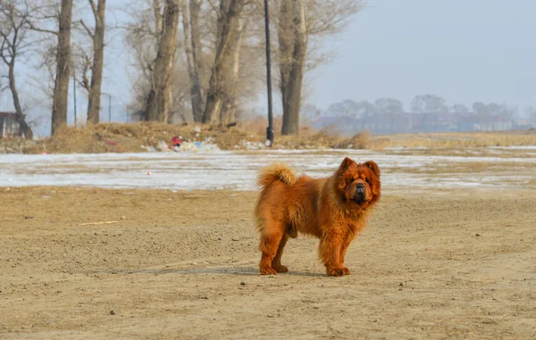 Perro Marrón Caminando Por Carretera Rural Jilin China — Foto de Stock