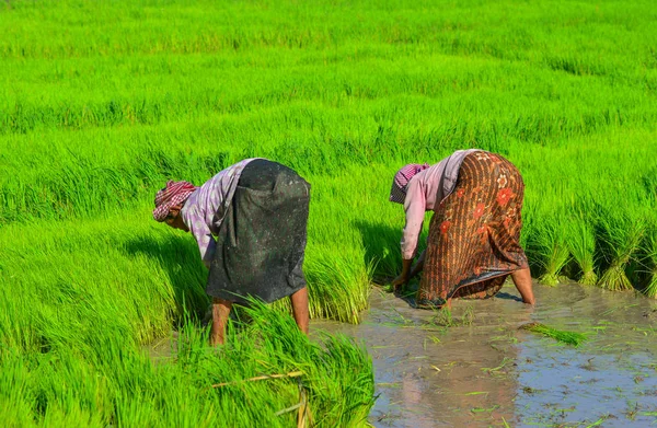 Giang Vietnam Pirinç Tarlasında Çalışan Vietnamlı Kadınlar — Stok fotoğraf