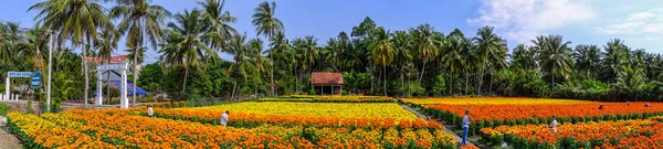 Кантхо Єтнам Січня 2016 Панорама Вид Квітки Поля Навесні Час — стокове фото