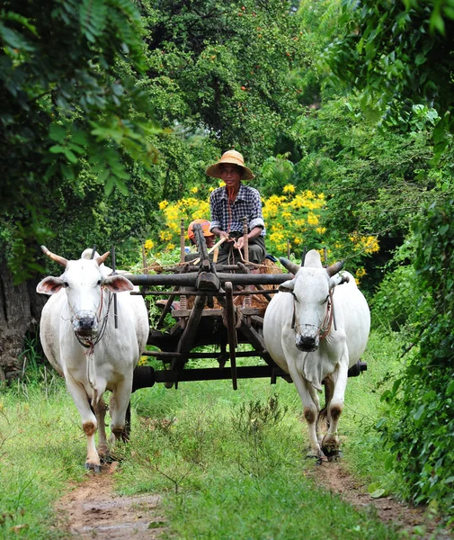 Increíble Paisaje Rural Con Dos Bueyes Blancos Tirando Del Carro — Foto de Stock