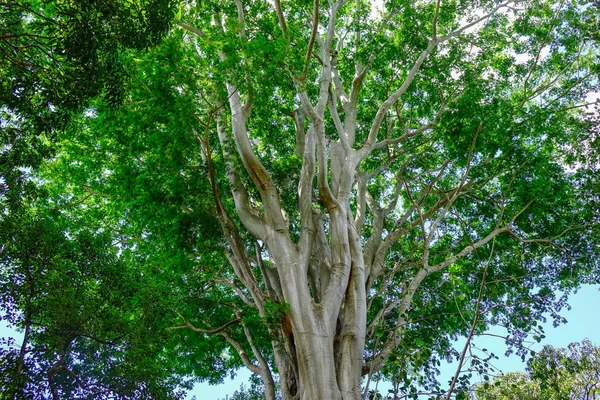 Drzewa Ogrodzie Botanicznym Mauritiusie Mauritius Jest Narodem Wyspiarską Oceanie Indyjskim — Zdjęcie stockowe