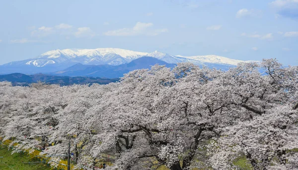 宮城県蔵王山脈を背景に桜 — ストック写真