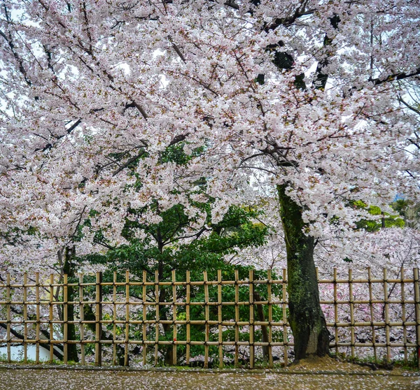 Japanische Kirschblüten Zur Frühlingszeit Kyoto Japan — Stockfoto