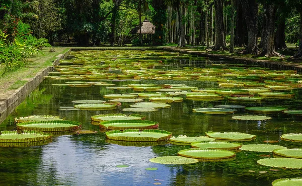 モーリシャス島のサー シーウーサグル ラングーラム植物園の池に巨大なスイユリ ビクトリア アマゾニカ — ストック写真