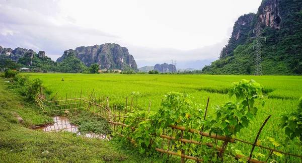 Rýžové Pole Letním Dni Sapa Severní Vietnam — Stock fotografie