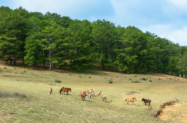 Chevaux Sauvages Sur Colline Dalat Vietnam — Photo