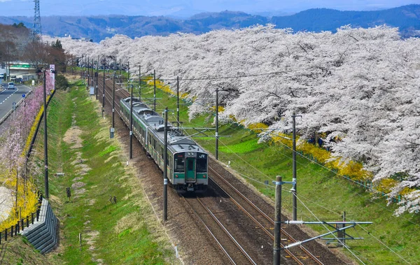 Miyagi, Japonya - 14 Nisan 2019. Sakura (kiraz çiçeği tam çiçek ile Tohoku tren manzara manzara manzara).