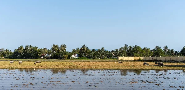 Water Buffaloes Empty Field Summer Mekong Delta Southern Vietnam — Stock Photo, Image