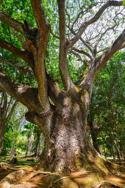 Velký Strom Botanické Zahradě Mauricijských Ostrovech Mauricius Ostrovní Národ Indickém — Stock fotografie