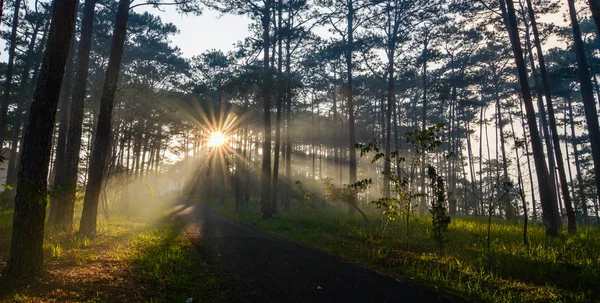 Dalat, Vietnam gün doğumunda güneş ışıkları ile Çam ağacı orman.