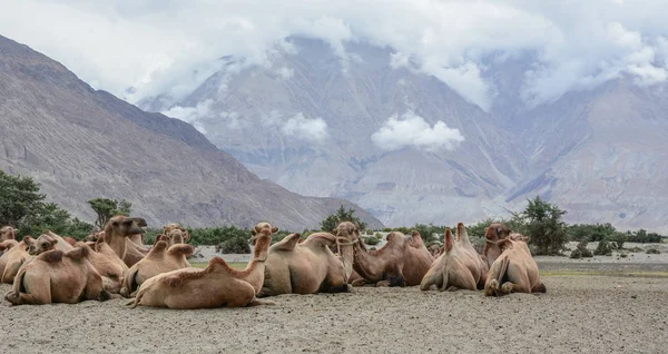 在印度拉达克的沙丘上放松的骆驼 — 图库照片