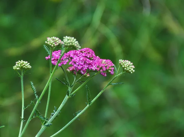 Small Purple Flowers Blooming Garden Spring Time — Stock Photo, Image