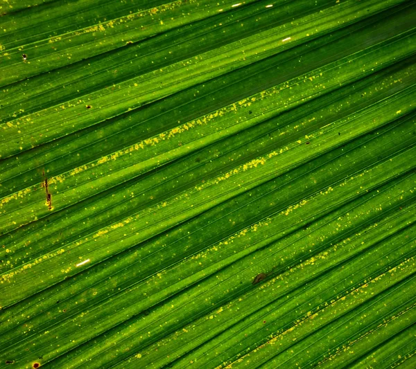 Green leaves at Singapore Botanic Garden in sunny day.