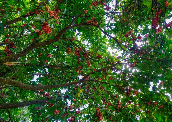 Maçã Java Jardim Botânico Ilha Maurícia Maurício Uma Nação Insular — Fotografia de Stock