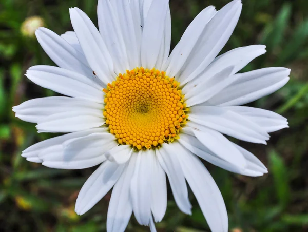 Vita Tusensköna Blommor Blommar Trädgården Våren — Stockfoto