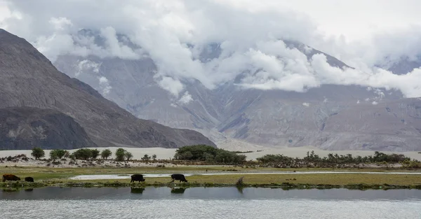 Horské Scenérie Ladakhu Indii Ladakh Proslulý Svou Vzdálenou Horskou Krásou — Stock fotografie