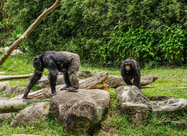 Şempanze maymunlar güneşli bir günde parkta oynuyor.