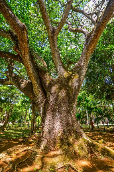 Velký Strom Botanické Zahradě Mauricijských Ostrovech Mauricius Ostrovní Národ Indickém — Stock fotografie