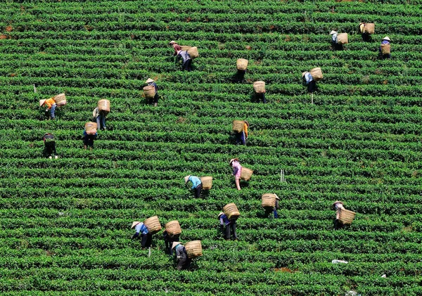 Aziatische Arbeiders Oogsten Thee Plantage Lat Vietnam Lat Een Van — Stockfoto
