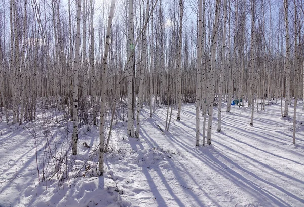 Winter forest of Heilongjiang, China. Heilongjiang shares a China-Russia border with Russia to the north and east.