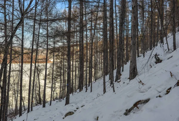 Heilongjiang, Çin'de kışın çam ağacı ormanı. Heilongjiang kuzey ve doğurusya ile Çin-Rusya sınırını paylaşıyor.