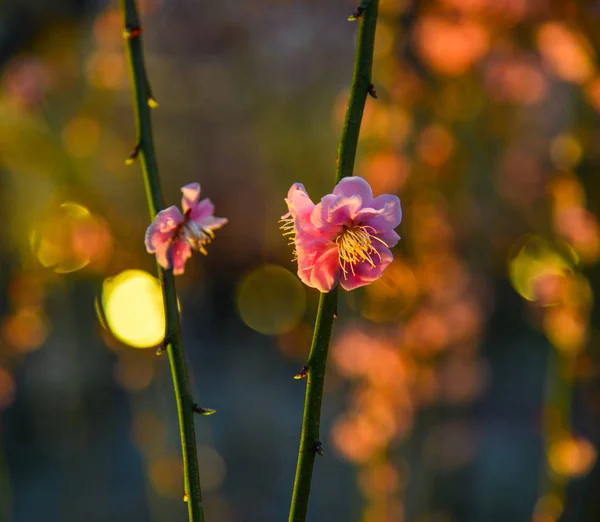 Kirschblüten Sakura Blühen Frühling Park Nachtkulisse — Stockfoto