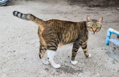 Koh Lipe kırsal evde rahatlatıcı bir kedi, Tayland.