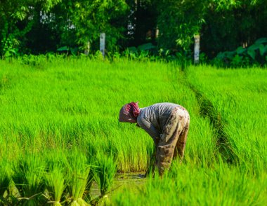Güney Vietnam'da pirinç tarlasında çalışan bir kadın..