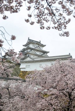 Antik Himeji Kalesi (Japonya) ilkbaharda kiraz çiçeği ile.