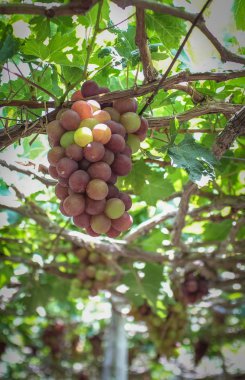 Yaz günü Phan Rang, Vietnam, asma üzüm.