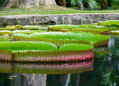 Mauritius Adası'ndaki Sir Seewoosagur Ramgoolam Botanik Bahçesi'ndeki gölette dev nilüferler (Victoria Amazonica).