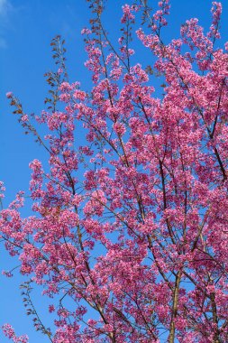 Dalat güneşli bir günde kiraz çiçeği, Vietnam.